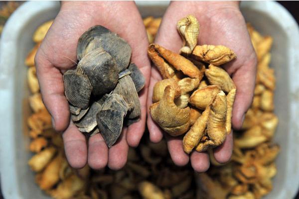 穿山甲怎么吃下奶?