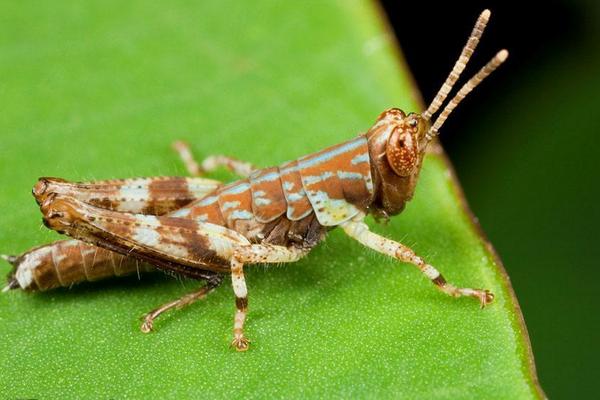 蝗虫是昆虫吗？