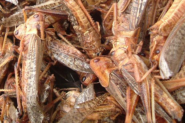 蝗虫可以吃吗？