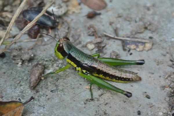 蝗虫可以吃吗？