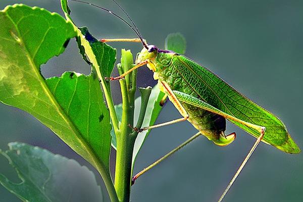 蝗虫可以吃吗？