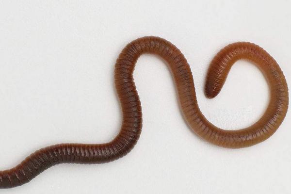 蚯蚓能壮阳吗?