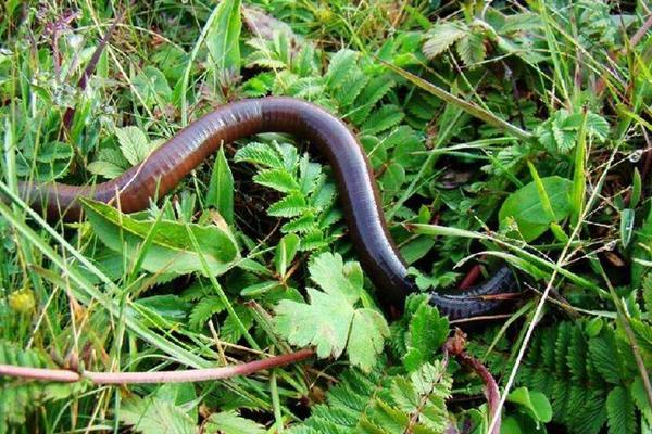 蚯蚓能壮阳吗?