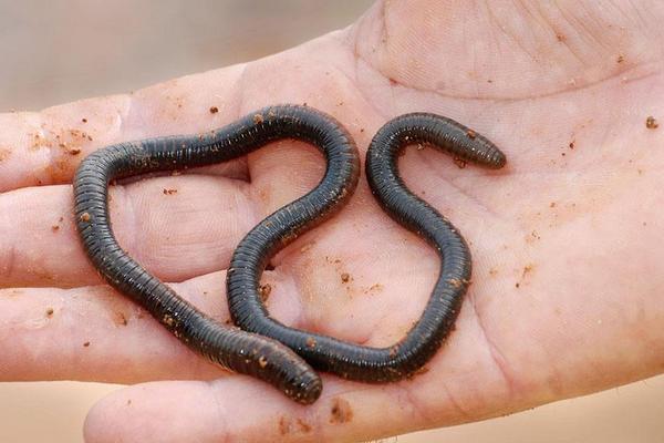 蚯蚓能壮阳吗?