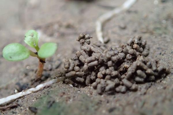 蚯蚓是昆虫吗？