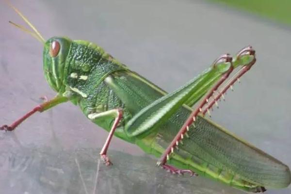 蝗虫与蝈蝈的区别是什么?