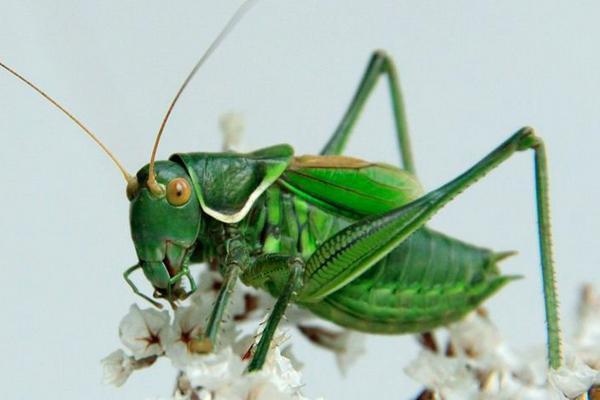 蝗虫与蝈蝈的区别是什么?