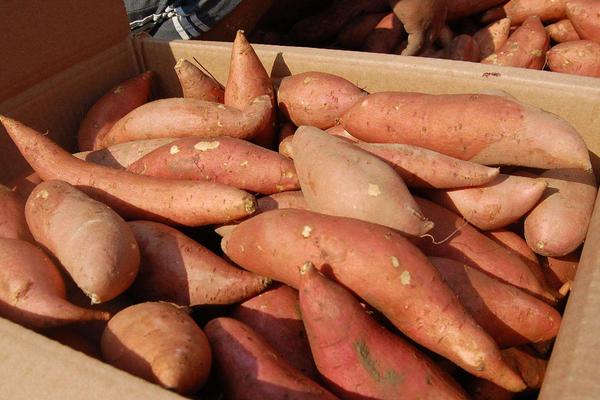 红薯深加工产品有哪些?