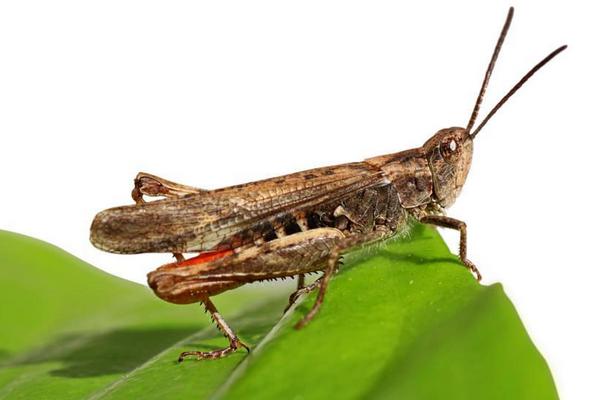 蝗虫与蝈蝈的区别是什么?