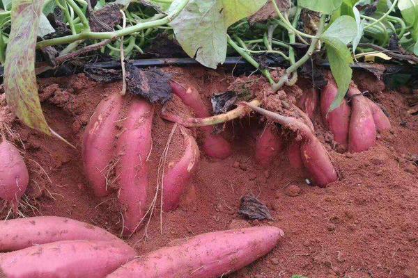 红薯深加工产品有哪些?