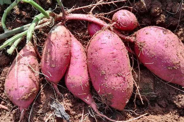 红薯深加工产品有哪些?