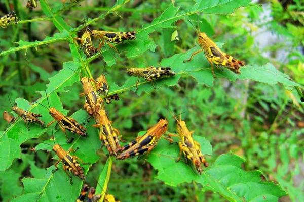 蝗虫与蝈蝈的区别是什么?