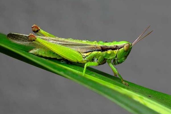 蝗虫与蝈蝈的区别是什么?