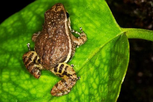 蝗虫与蝈蝈的区别是什么?