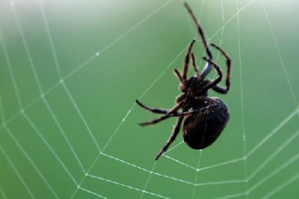 蝗虫与蝈蝈的区别是什么?