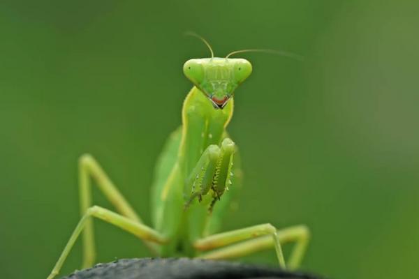 蝗虫与蝈蝈的区别是什么?