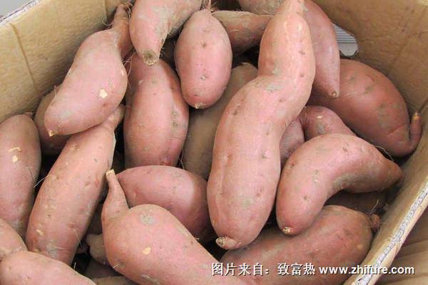 红薯深加工产品有哪些?