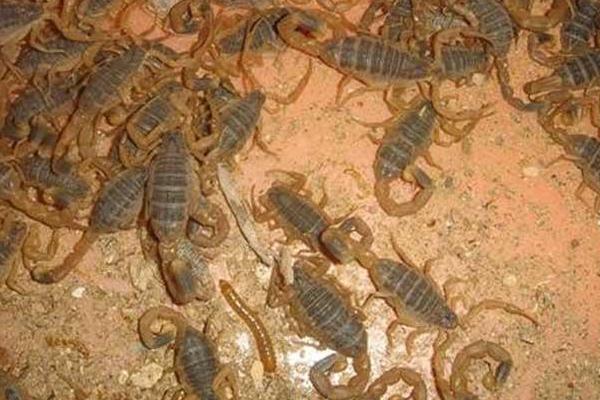 蝎子怎么分辨公母？