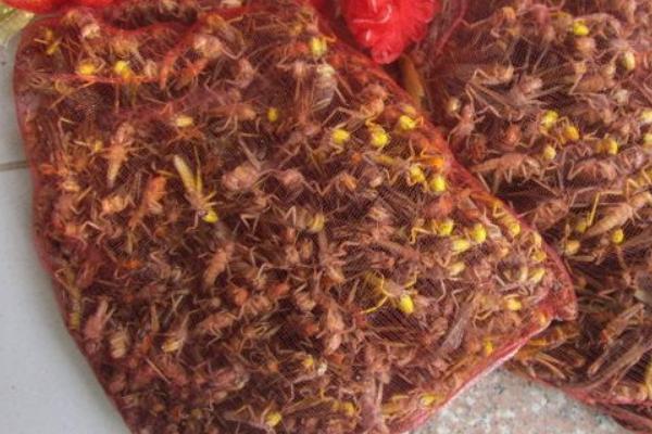 蝗虫价格多少钱一斤?