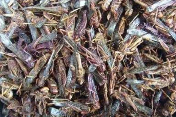 蝗虫价格多少钱一斤?