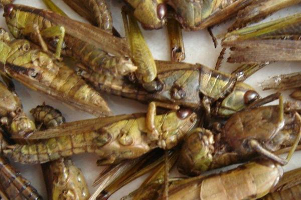 蝗虫价格多少钱一斤?