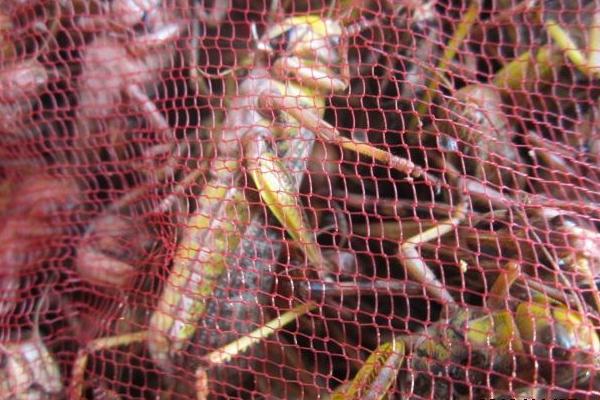 蝗虫价格多少钱一斤?