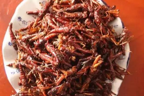 蝗虫价格多少钱一斤?