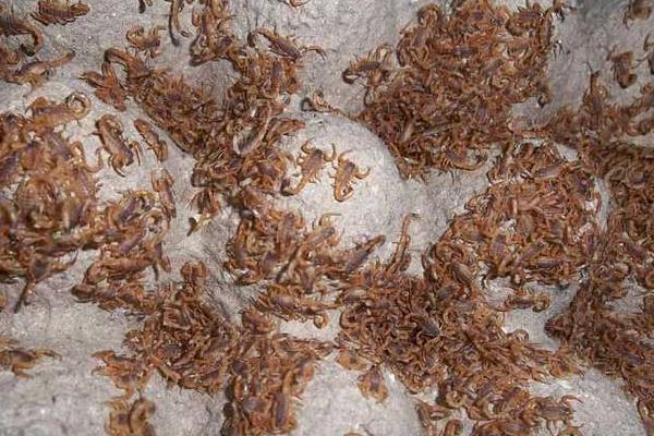 养殖蝎子要投资多少钱？