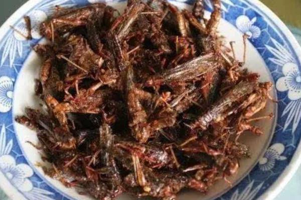 蝗虫价格多少钱一斤?