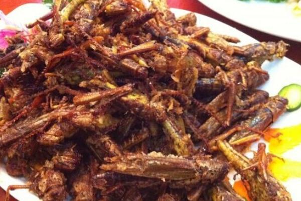 蝗虫价格多少钱一斤?