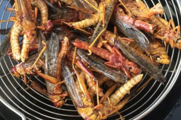 蝗虫价格多少钱一斤?