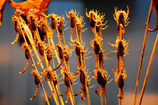 孕妇能吃蝎子吗?