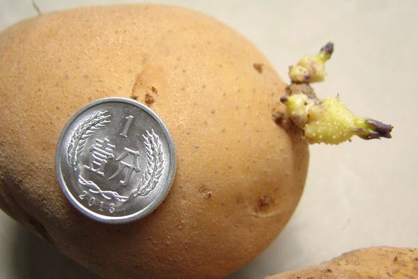 孕妇能吃蝎子吗?