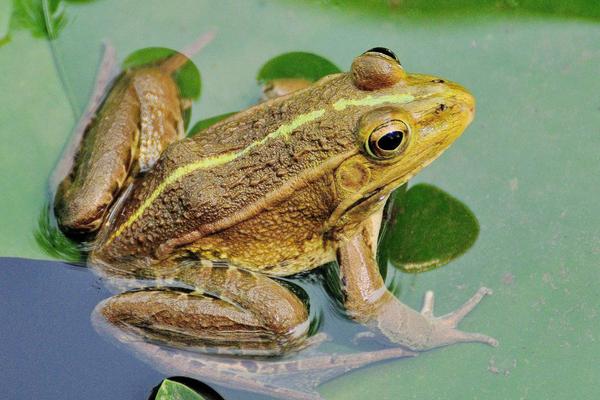 蝗虫的天敌是谁?