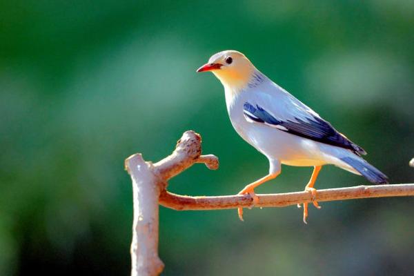 蝗虫的天敌是谁?