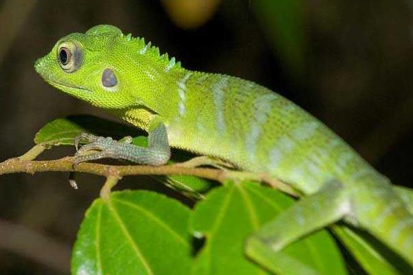 蝗虫的天敌是谁?