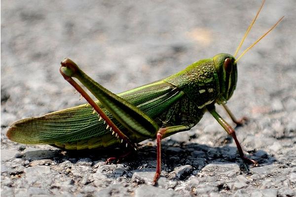 蝗虫的天敌是谁?