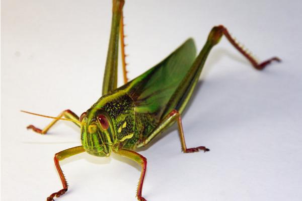 蝗虫的天敌是谁?