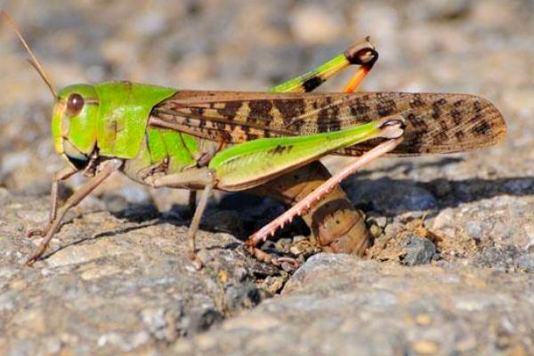 蝗虫的天敌是谁?