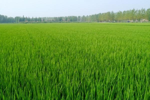 蝗虫的天敌是谁?