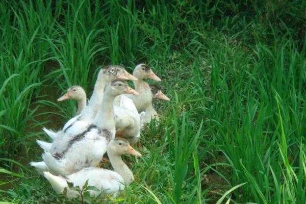 蝗虫的天敌是谁?