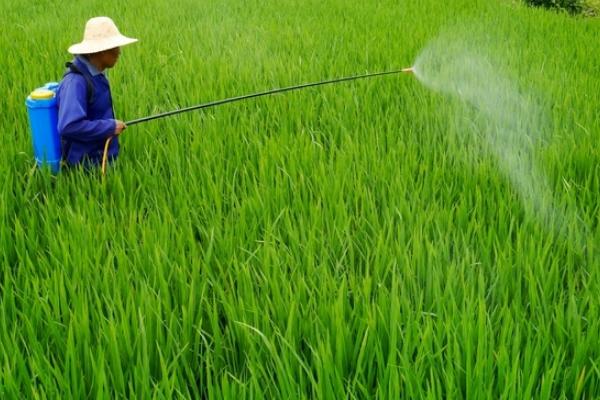 蝗虫的天敌是谁?