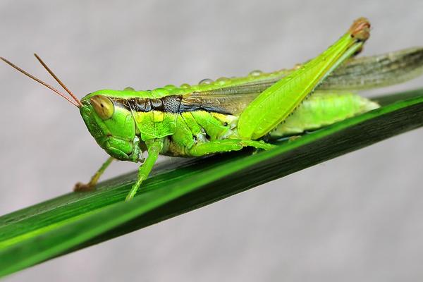 最大的蝗虫是什么品种?