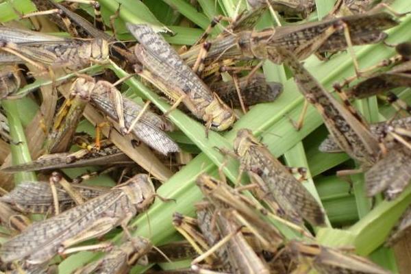 最大的蝗虫是什么品种?