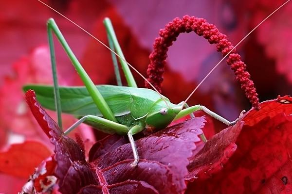 最大的蝗虫是什么品种?