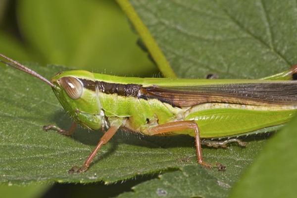 最大的蝗虫是什么品种?