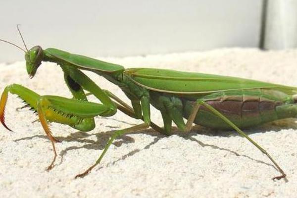 最大的蝗虫是什么品种?