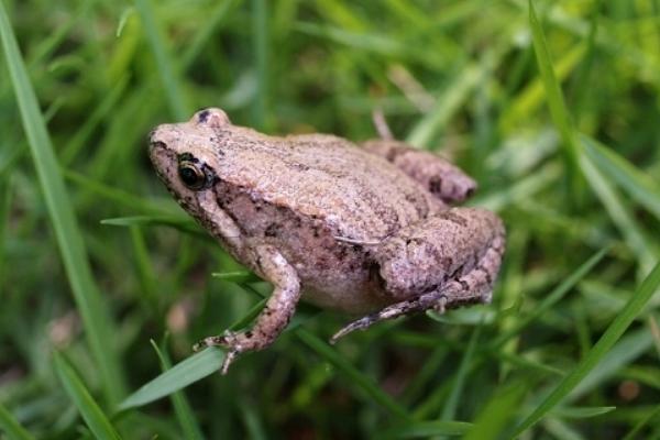 最大的蝗虫是什么品种?