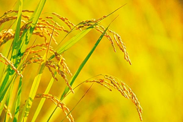 高温对水稻的影响是什么?