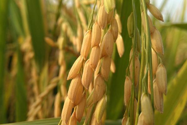 高温对水稻的影响是什么?